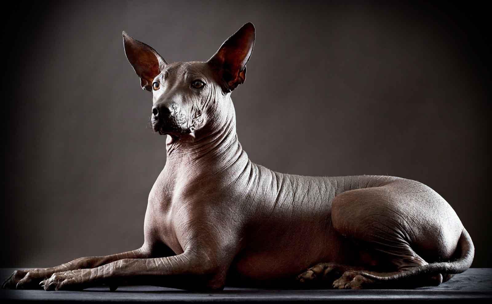Xolo